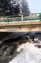 Bayburt'ta Soğukta Kalmış Köpek Kurtarıldı!