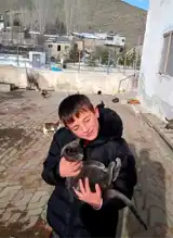 Bayburt Öğrencileri Sokak Hayvanlarını Besledi