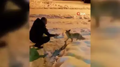 Soğukta Aç Tilkiye Yardım Eli
