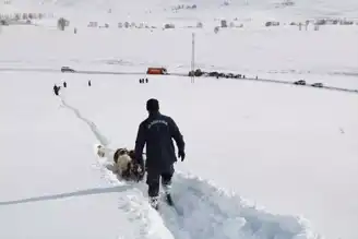 Kar Fırtınasında Kaybolan Sürü Bulundu