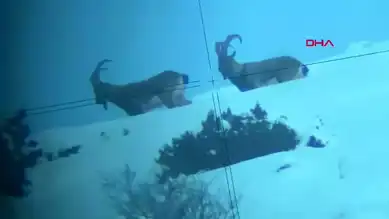 Kop Dağı'nda Nesli Tükenmekte Olan Dağ Keçileri Görüntülendi