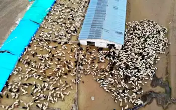Kuzu-Oğlak Desteklemeleri Askıda!