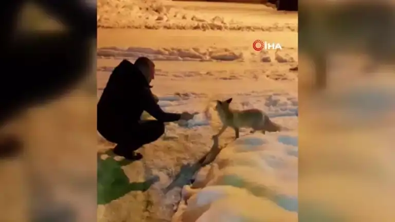 Soğukta Aç Tilkiye Yardım Eli