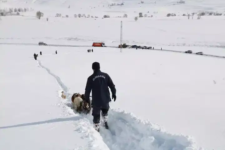 Kar Fırtınasında Kaybolan Sürü Bulundu